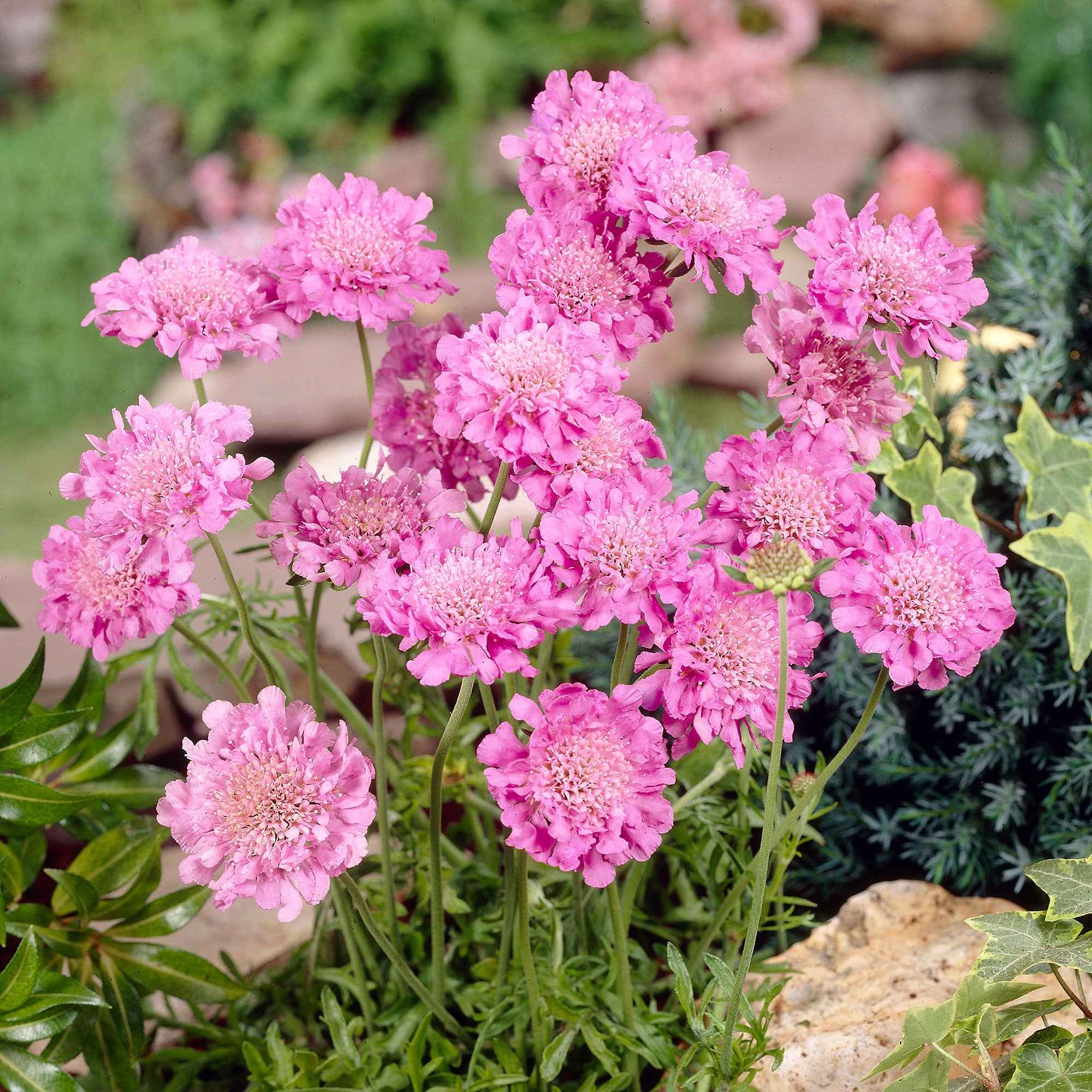 Bakker Scabieuse Pink Mist vivace pot 9cm rose mellifère