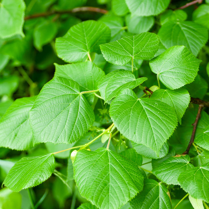 Bakker Tilleul à grandes feuilles arbre pot 2L 80-100cm