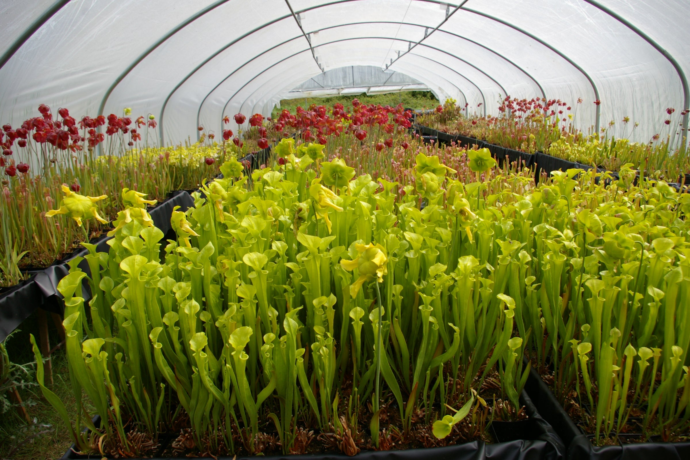 Carniflore Sarracenia graines de plante carnivore sachet 20 graines