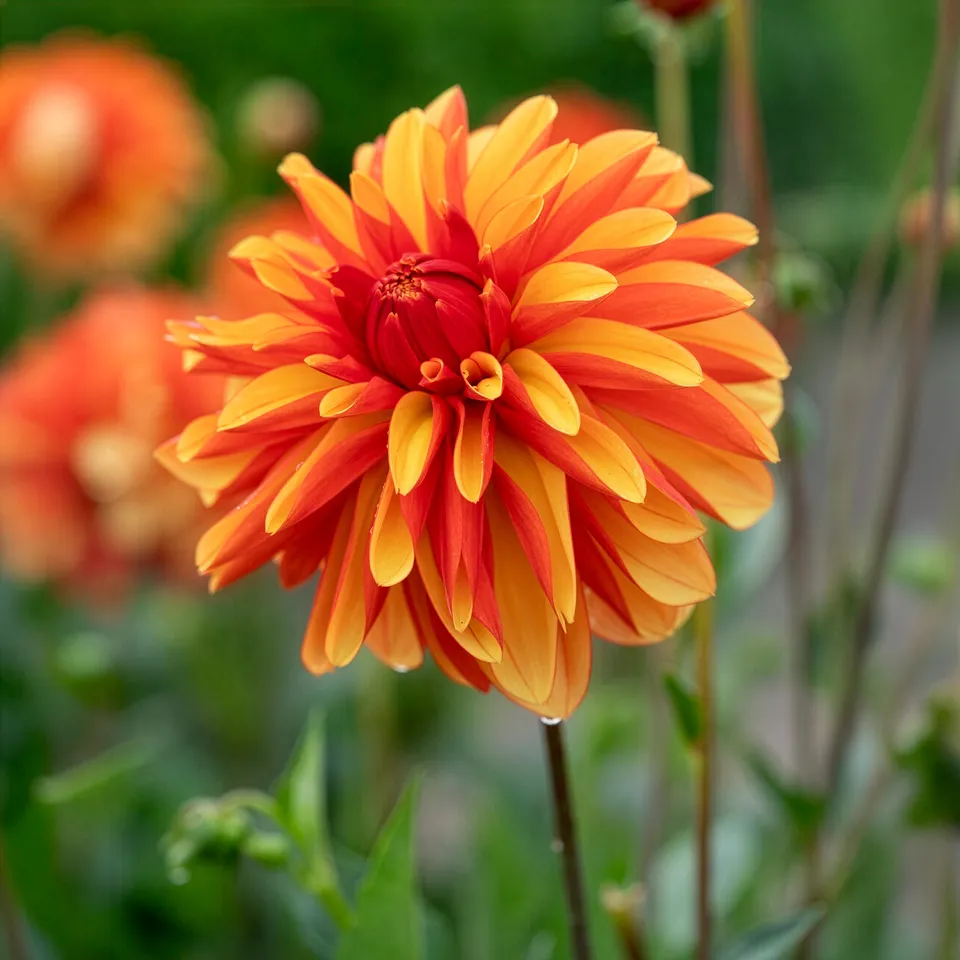 Bakker Bulbes à fleurs Dahlia Japlou bulbe rouge sachet 1