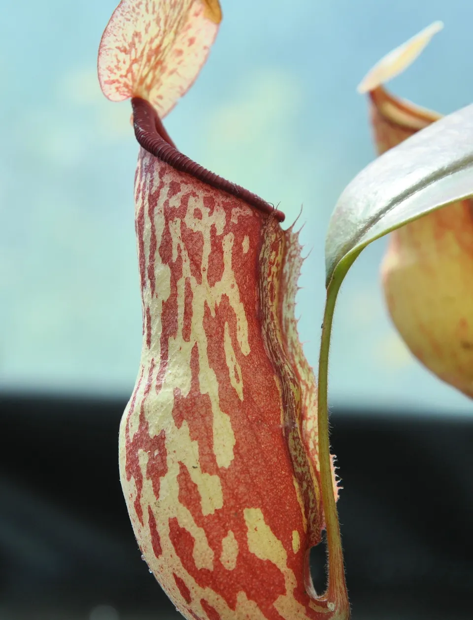 Carniflore Nepenthes Gaya plante carnivore urnes rouge jaune adulte