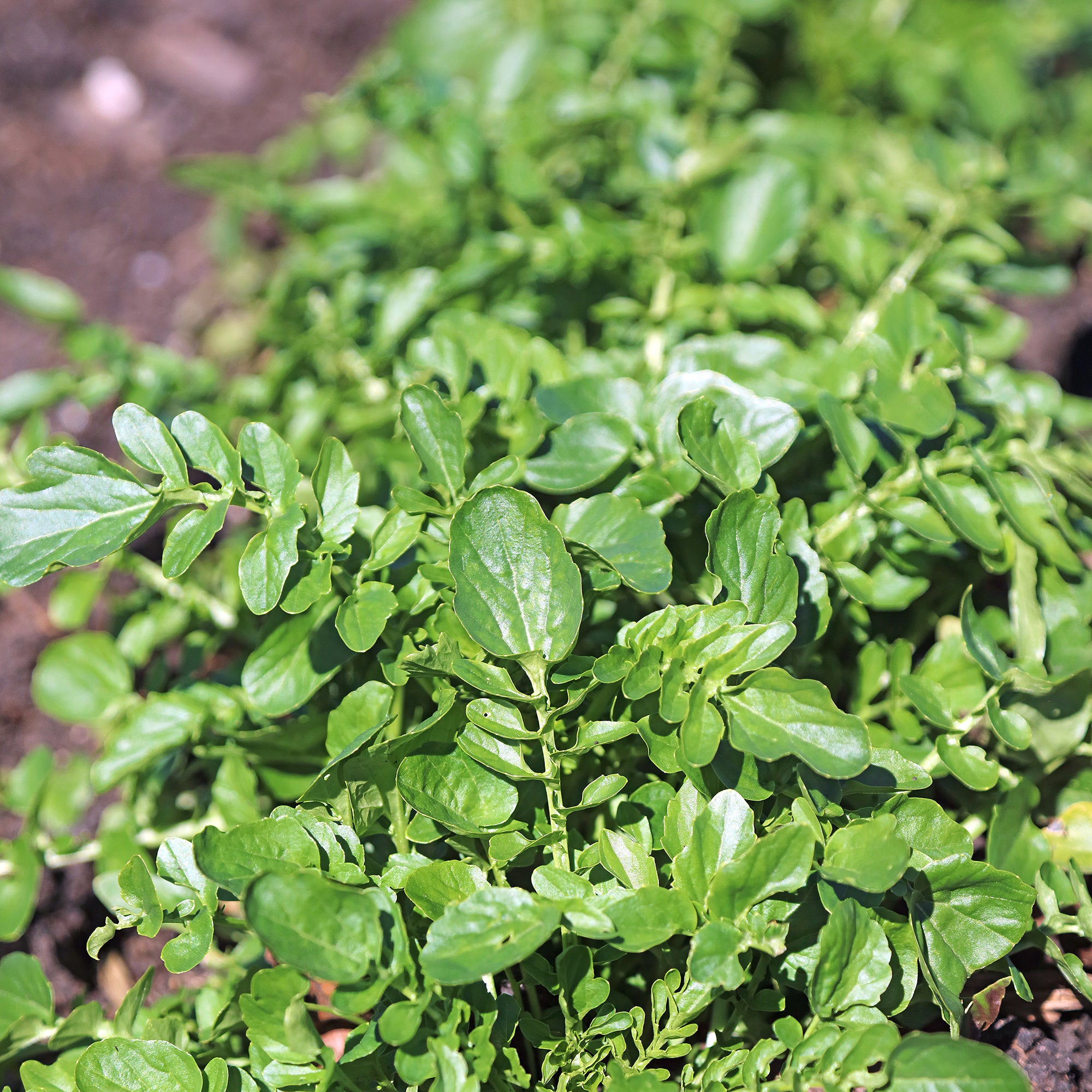 Bakker Cresson de jardin graines sachet 5 g 2000 graines