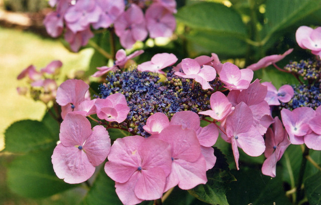 Les Hortensias du Haut Bois Hydrangea macrophylla Geisha hortensia godet