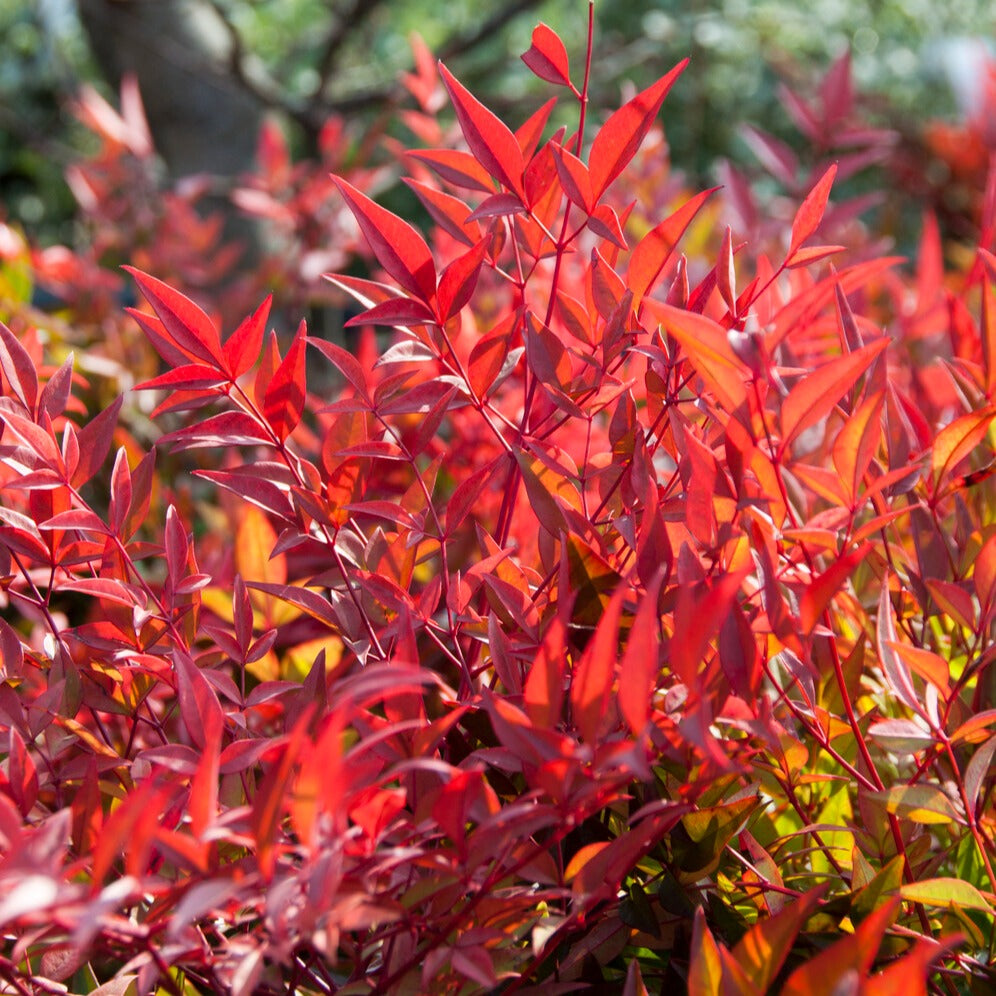 Bakker Bambou sacré Nandina arbuste pot 2L 25-30cm cuivre