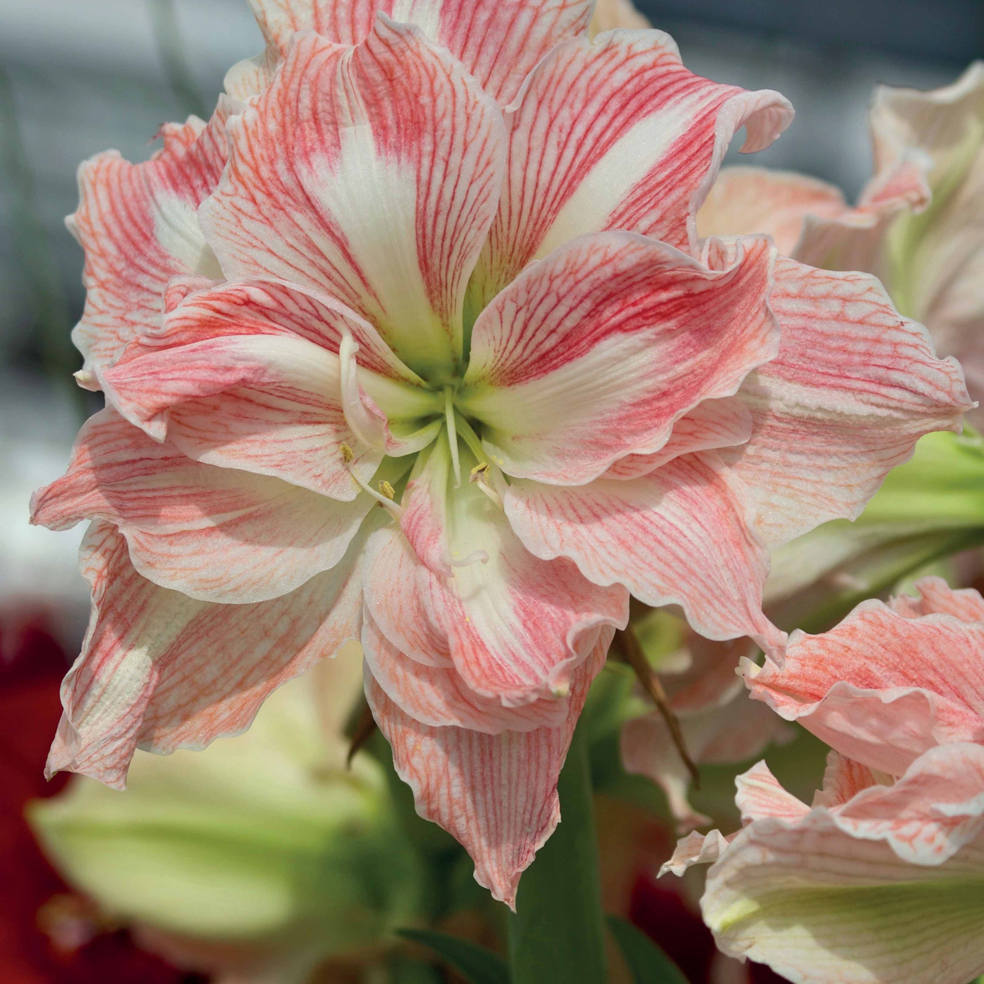 Bakker Bulbes Amaryllis rose blanche lot 2 bulbes