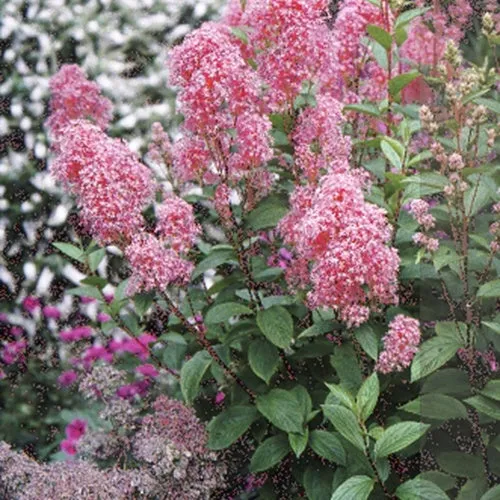 Bakker Céanothe Perle Rose arbuste pot 0.5L rose 15-20cm