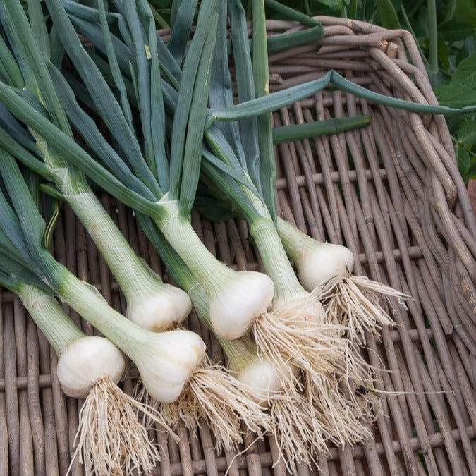 Bakker Potager et Graines Oignon Hâtif de Paris graines 4g blanc