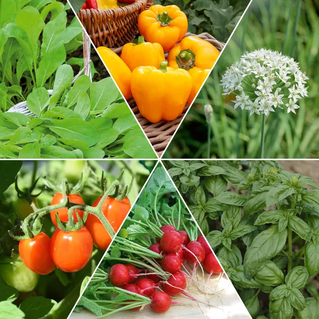 Bakker Potager et Graines collection carré potager 12 sachets