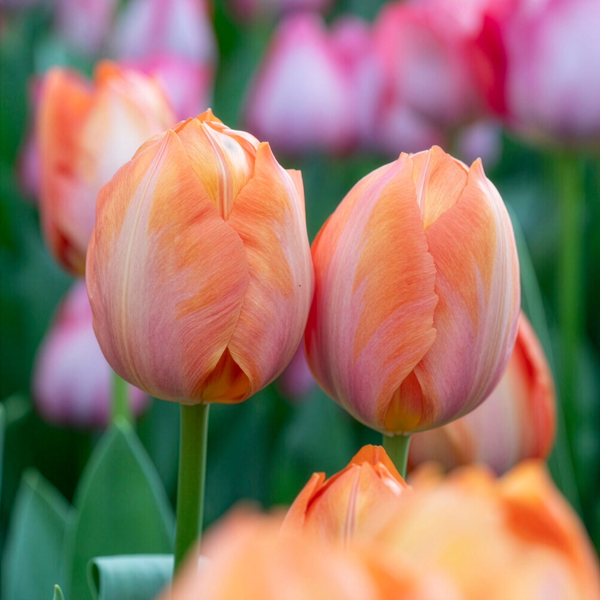 Bakker Apricot van Eijk tulipe Darwin sachet 10 bulbes abricot