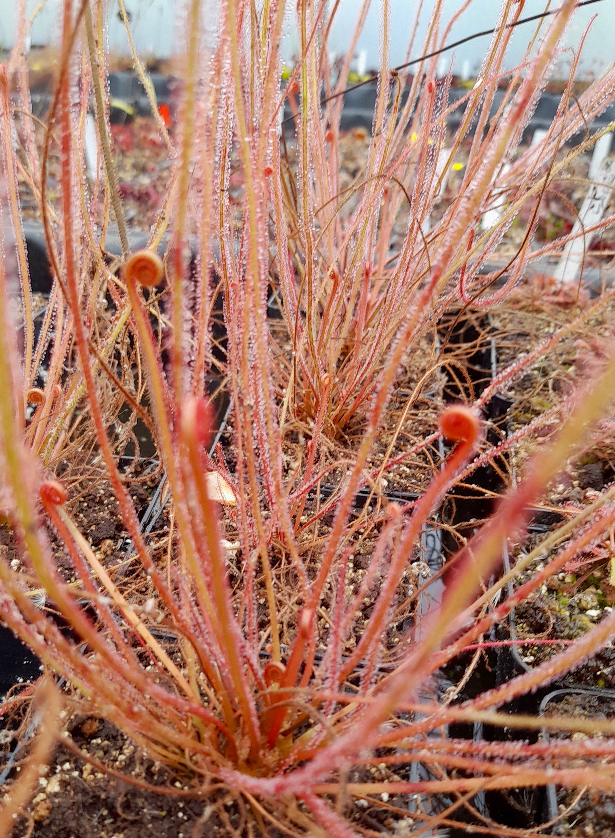 Carniflore Drosera filiformis creamsicle plante 9x9