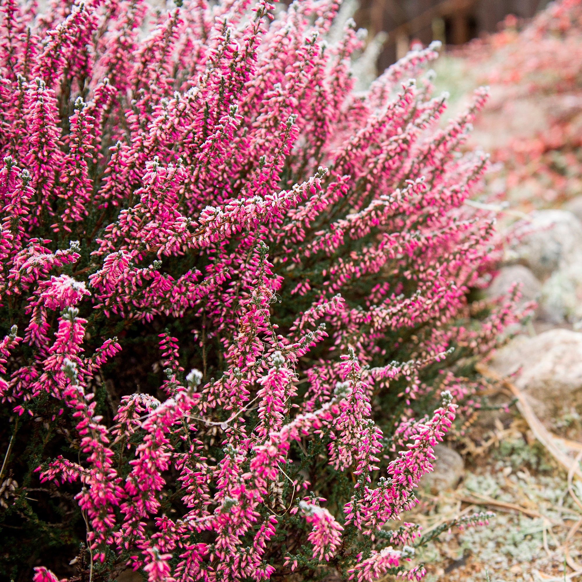 Bakker Bruyère d'été Marlies Calluna rouge pot 8cm 10cm