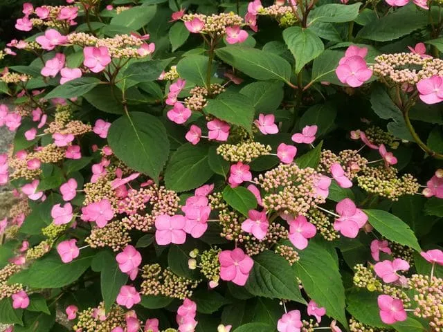 Les Hortensias du Haut Bois Santiago hortensia fleurs plates godet