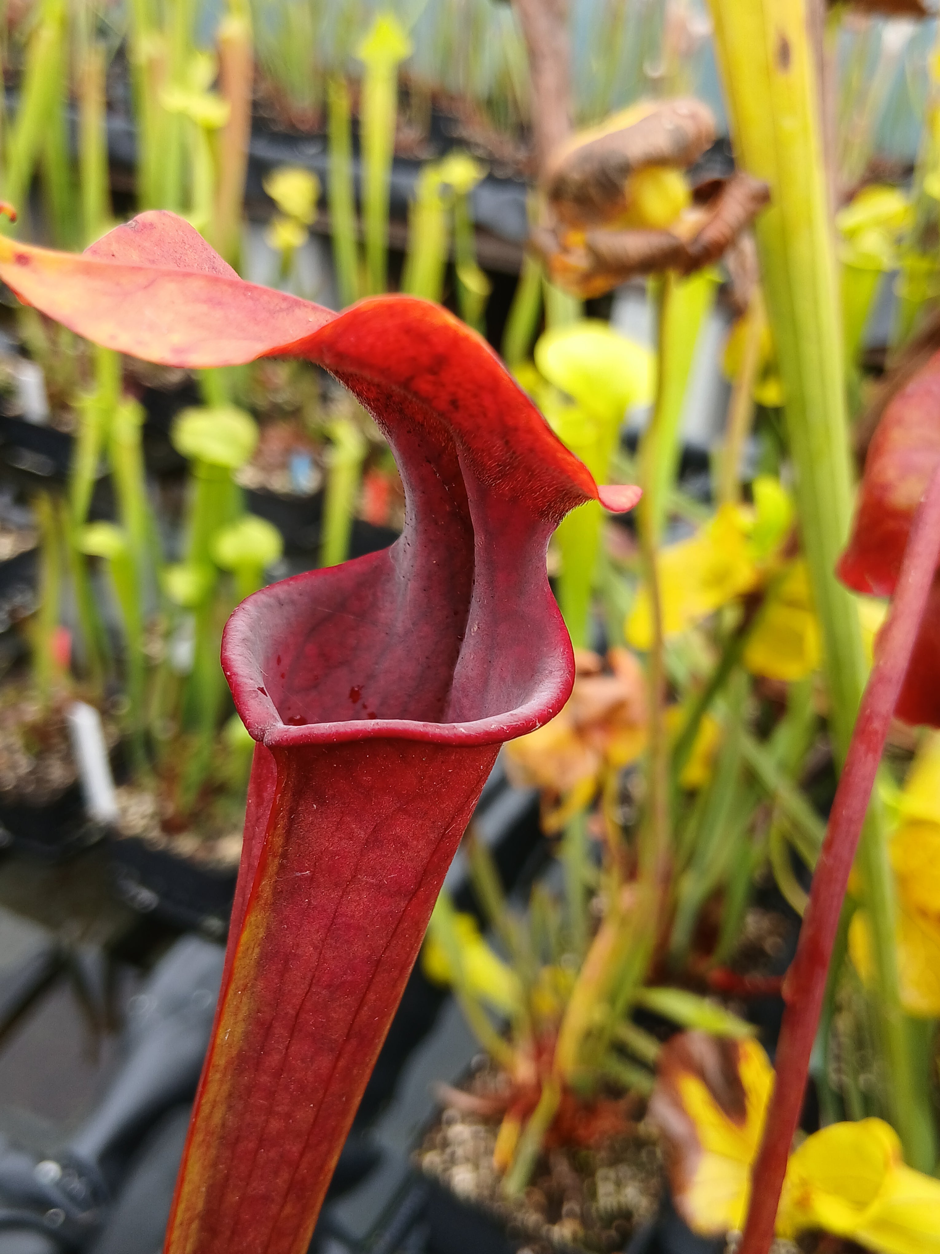 Carniflore Sarracenia CFH154 plante carnivore rouge 1 pousse