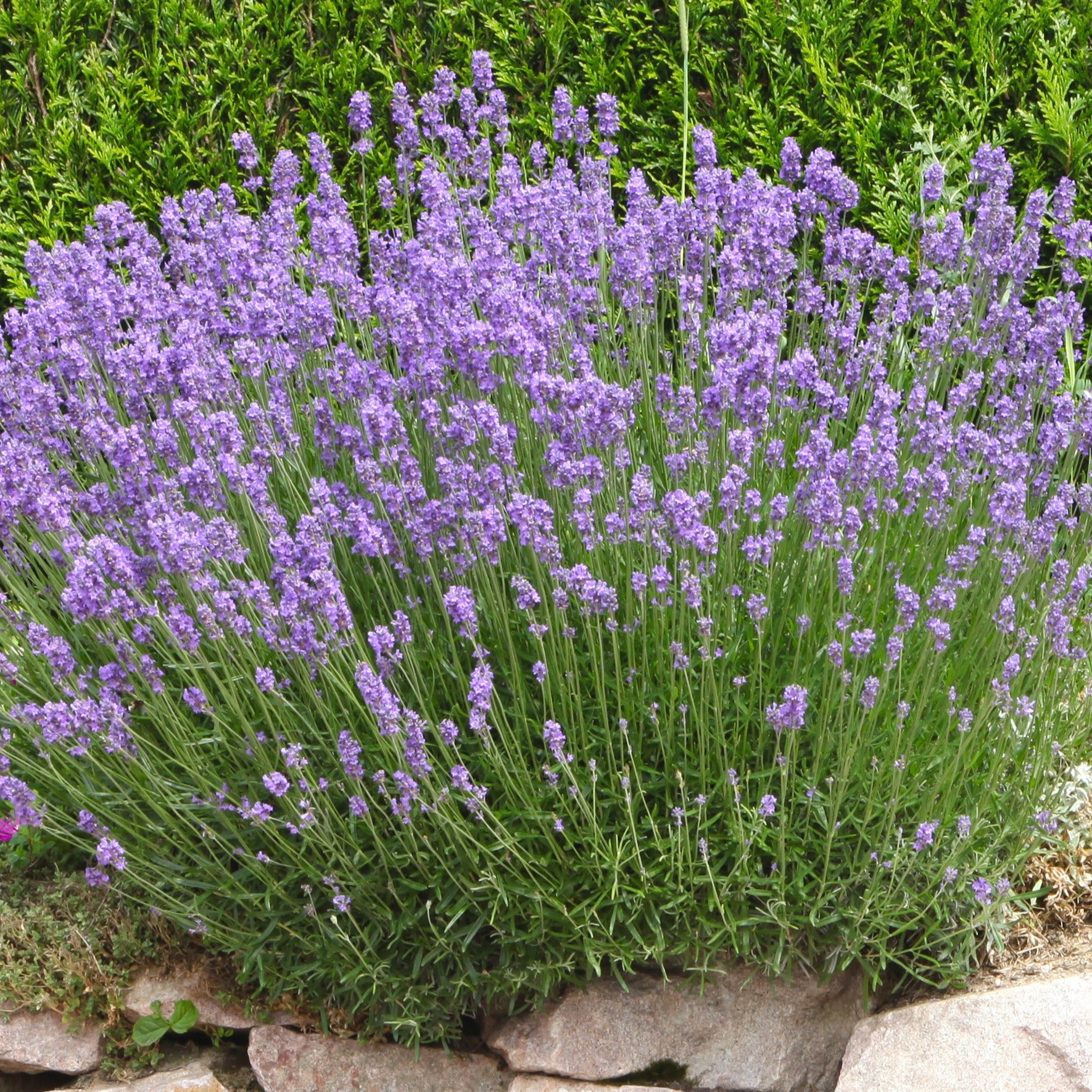 Bakker Lavande de Grasse Grosso lavande pot 8cm violet