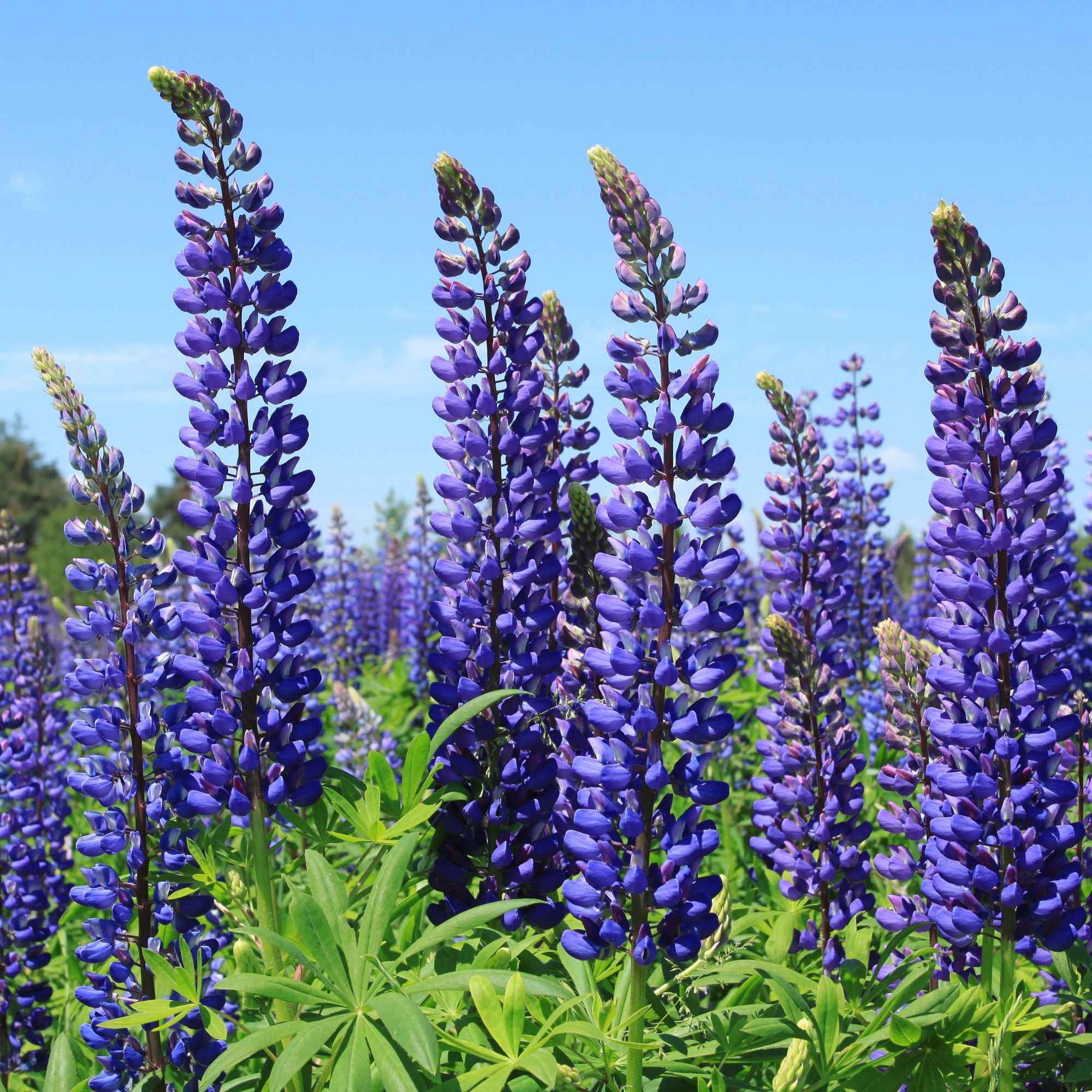 Bakker Lupin bleu plante vivace paquet 3 racines nues épi