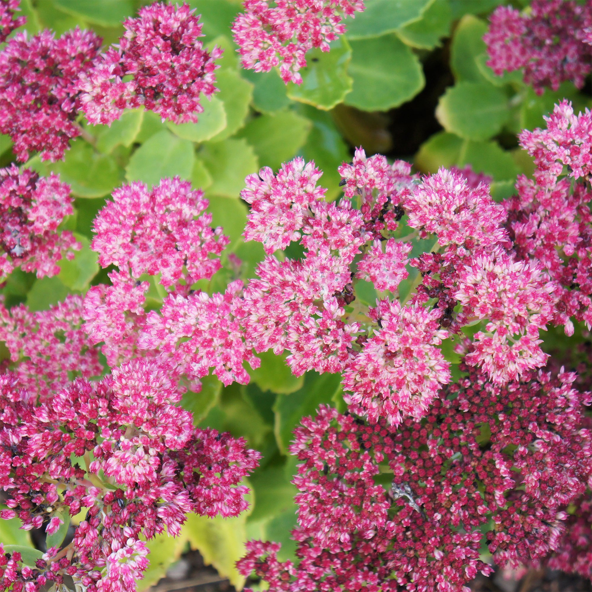 Bakker Sedum Brillant vivace pot 9cm rose