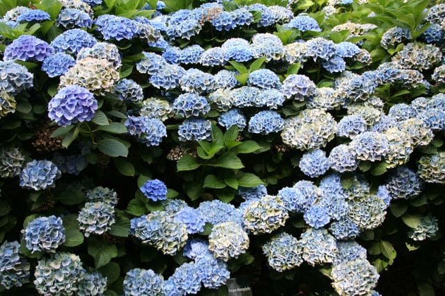 Les Hortensias du Haut Bois Xian hortensia fleurs rondes godet