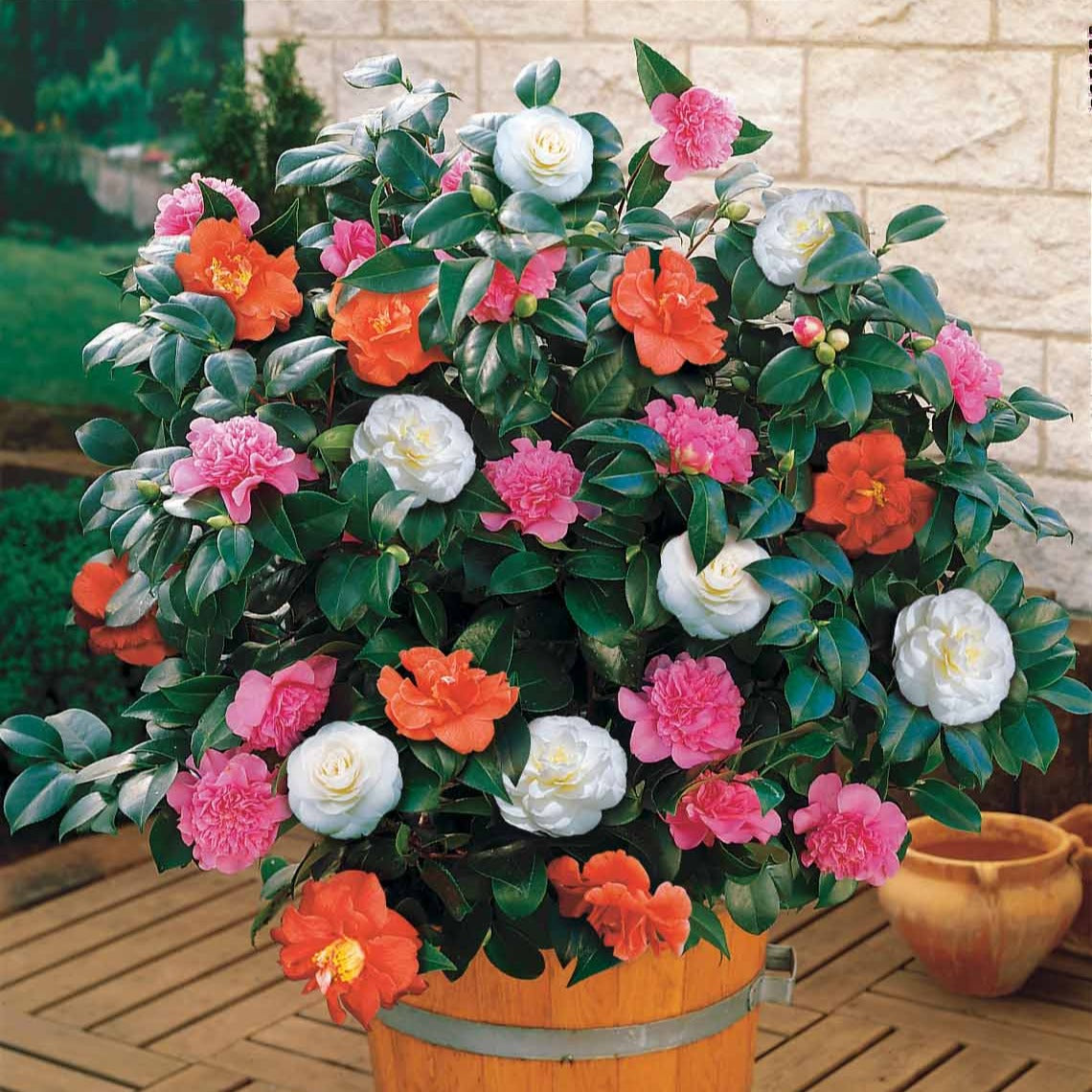 Bakker Camélia du Japon tricolore camélia pot Ø15cm floraison hiver
