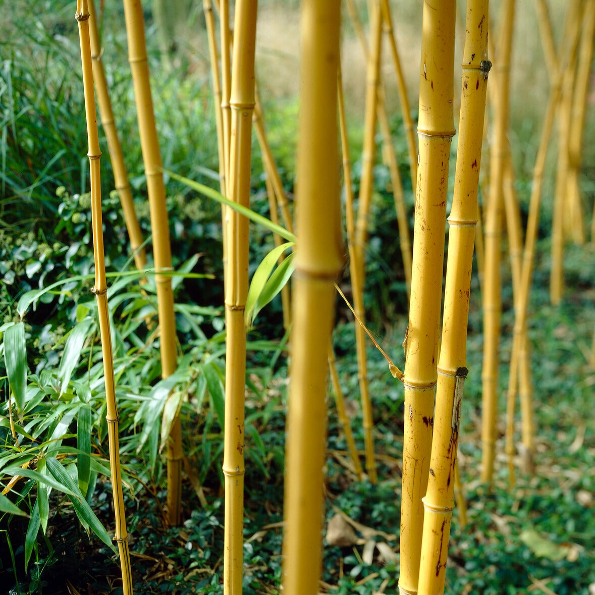 Bakker Bambou jaune traçant pot 2L 40-50cm