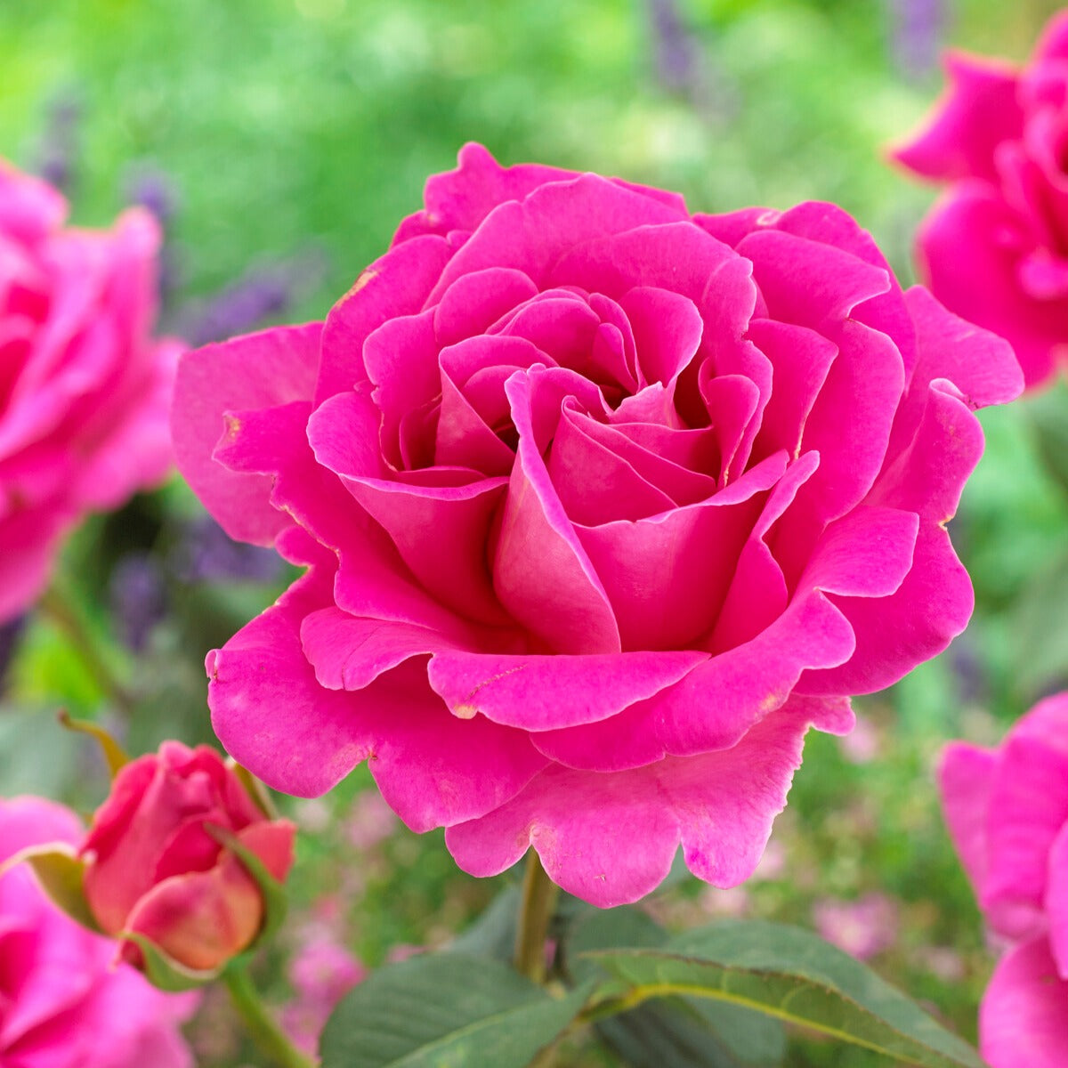 Bakker Pink Perfume rosier racine nue rose parfumé