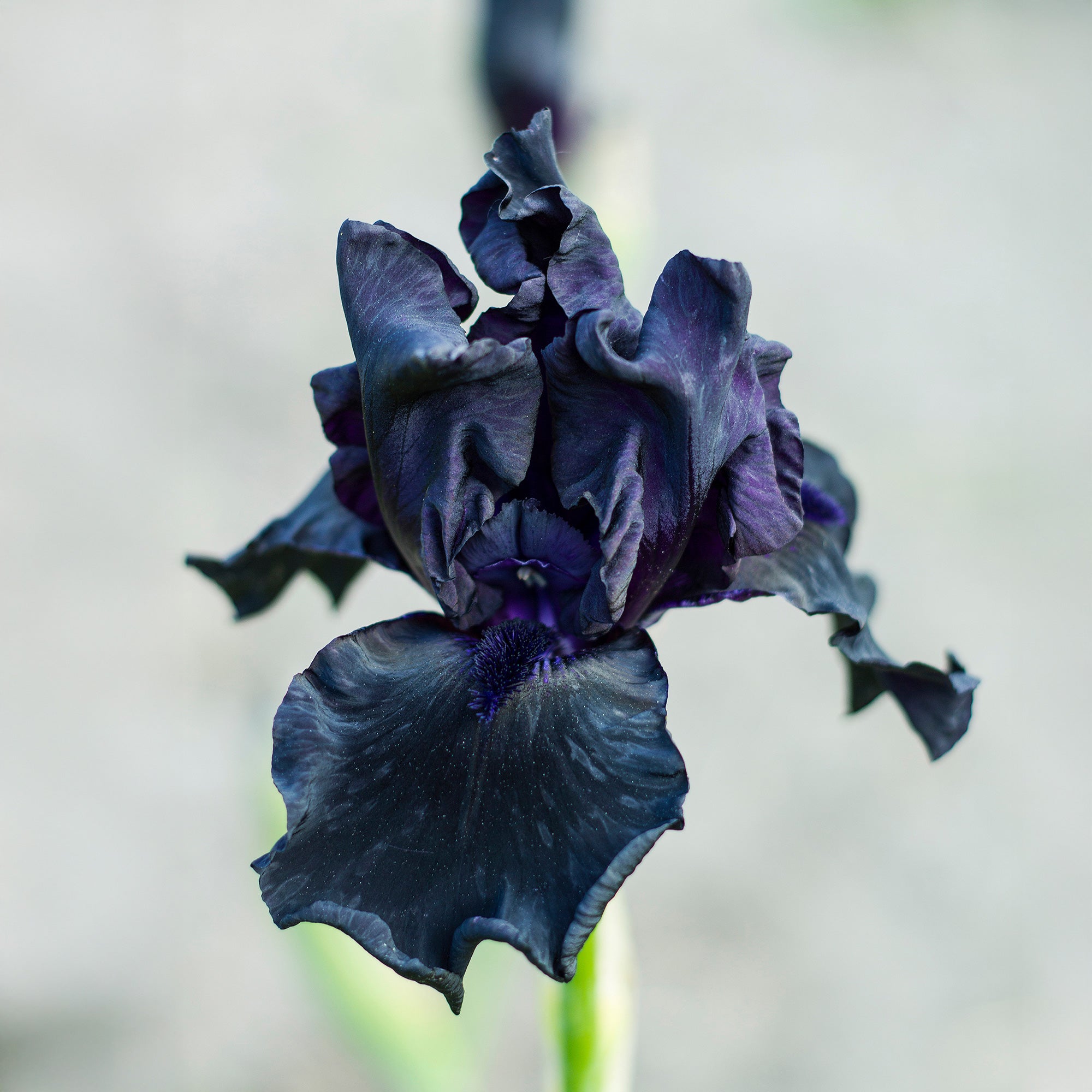 Bakker Vivaces Iris Etude en Noir 2 racines nues 90cm