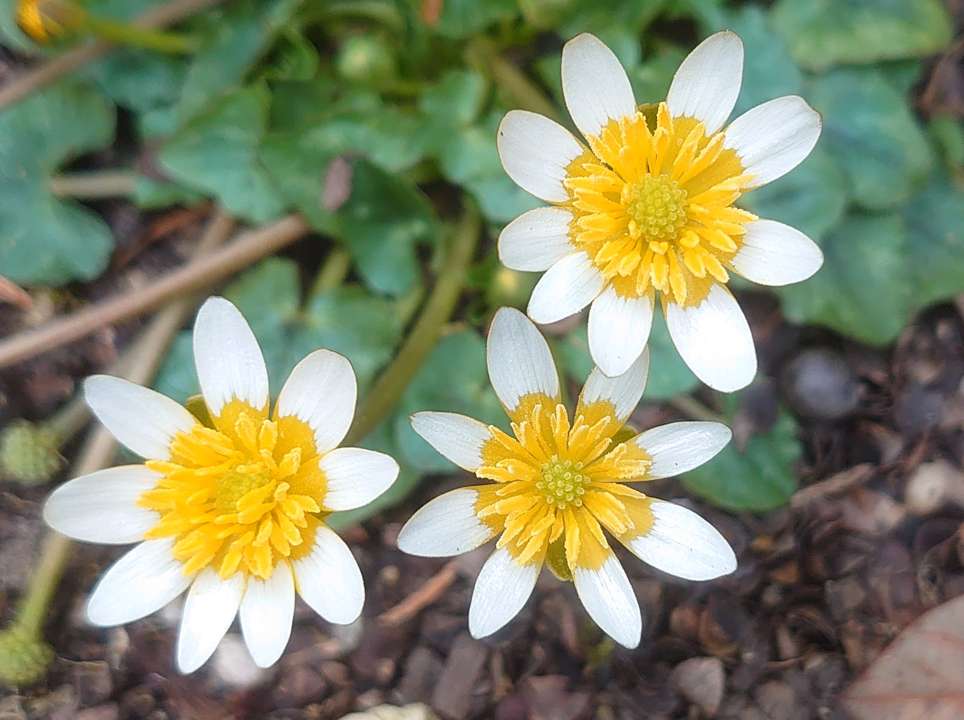 Passion Vivaces Ranunculus ficaria Bantam Egg blanc godet