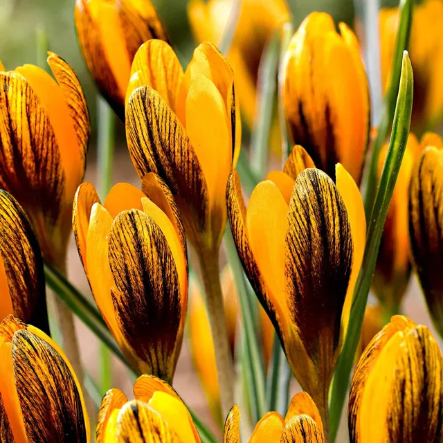 Bakker Bulbes 15 Crocus orange sachet floraison février