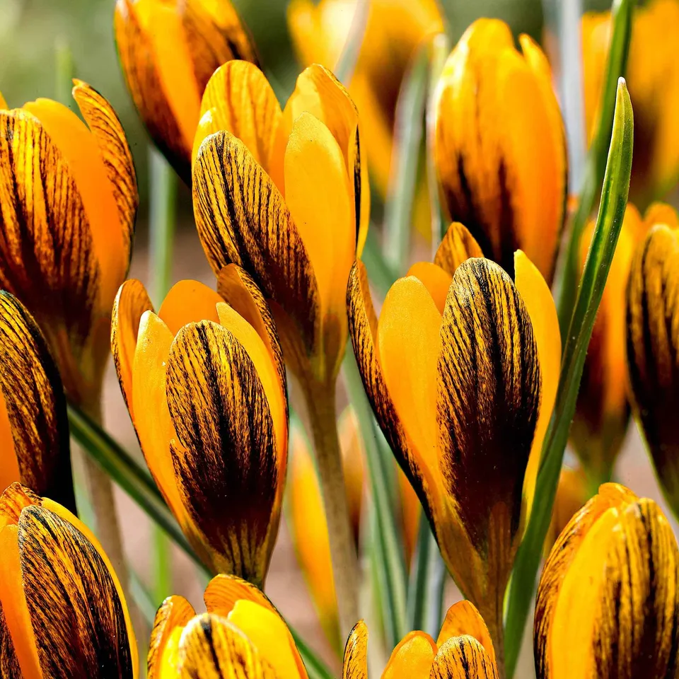 Bakker Bulbes 15 Crocus orange sachet floraison février