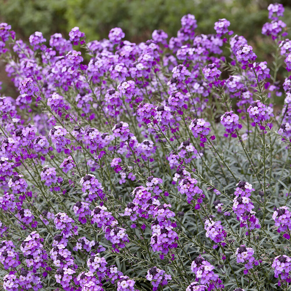 Bakker Giroflée Bowles Mauve vivace pot Ø9cm fleurs roses