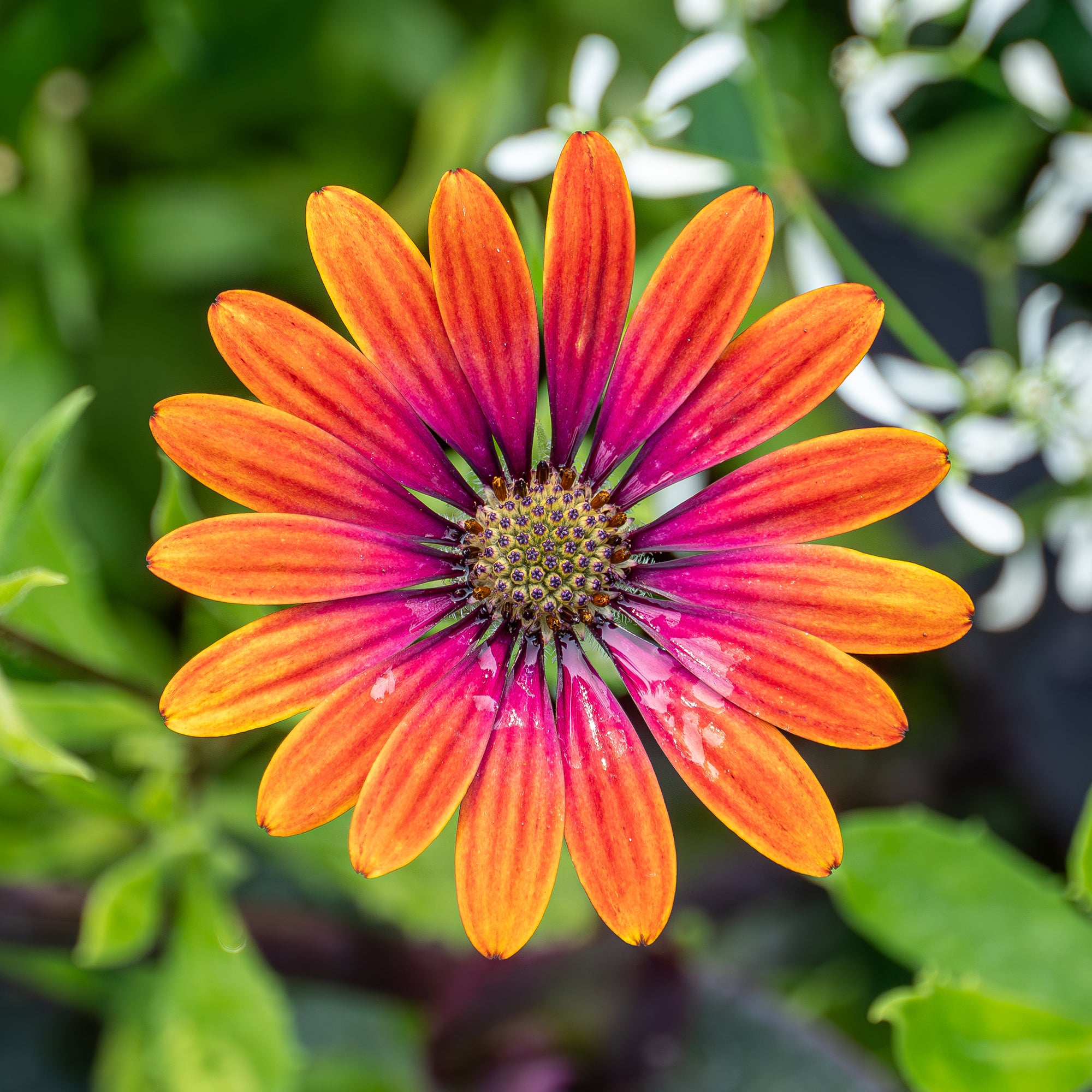 Bakker Purple Sun marguerite du Cap 3 pots orange 10,5cm