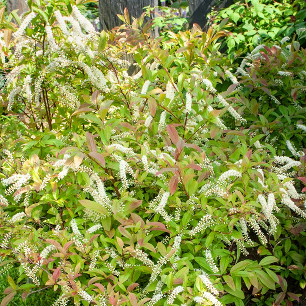 Bakker Henry's Garnet itéa de Virginie pot 3L fleurs blanches