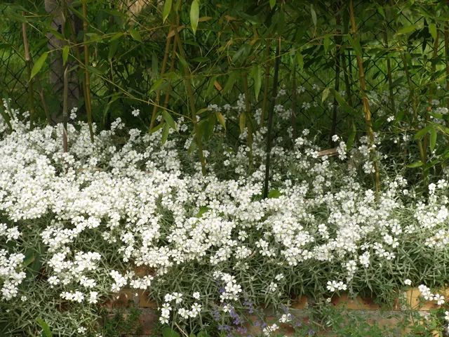 Passion Vivaces CERASTIUM tomentosum corbeille d'argent godet