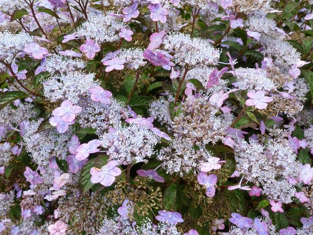 Les Hortensias du Haut Bois Montaso hortensia serrata godet fleurs plates