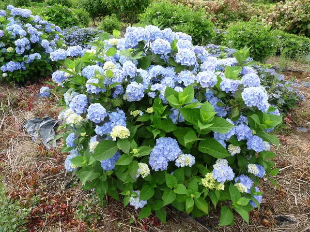 Les Hortensias du Haut Bois Semperflorens hortensia rondes godet