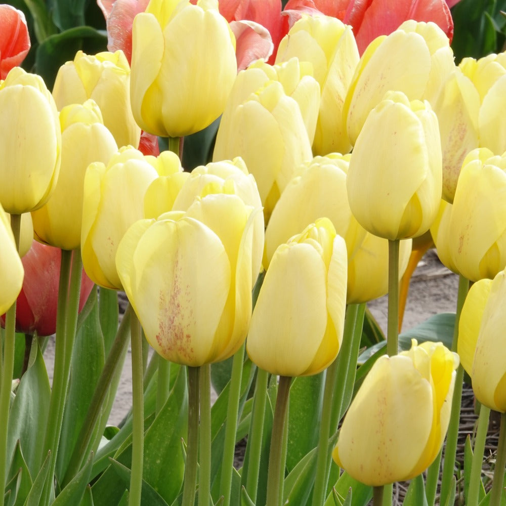 Bakker Bulbes à fleurs Tulipes Darwin Golden Parade bulbes 10 bulbes jaune