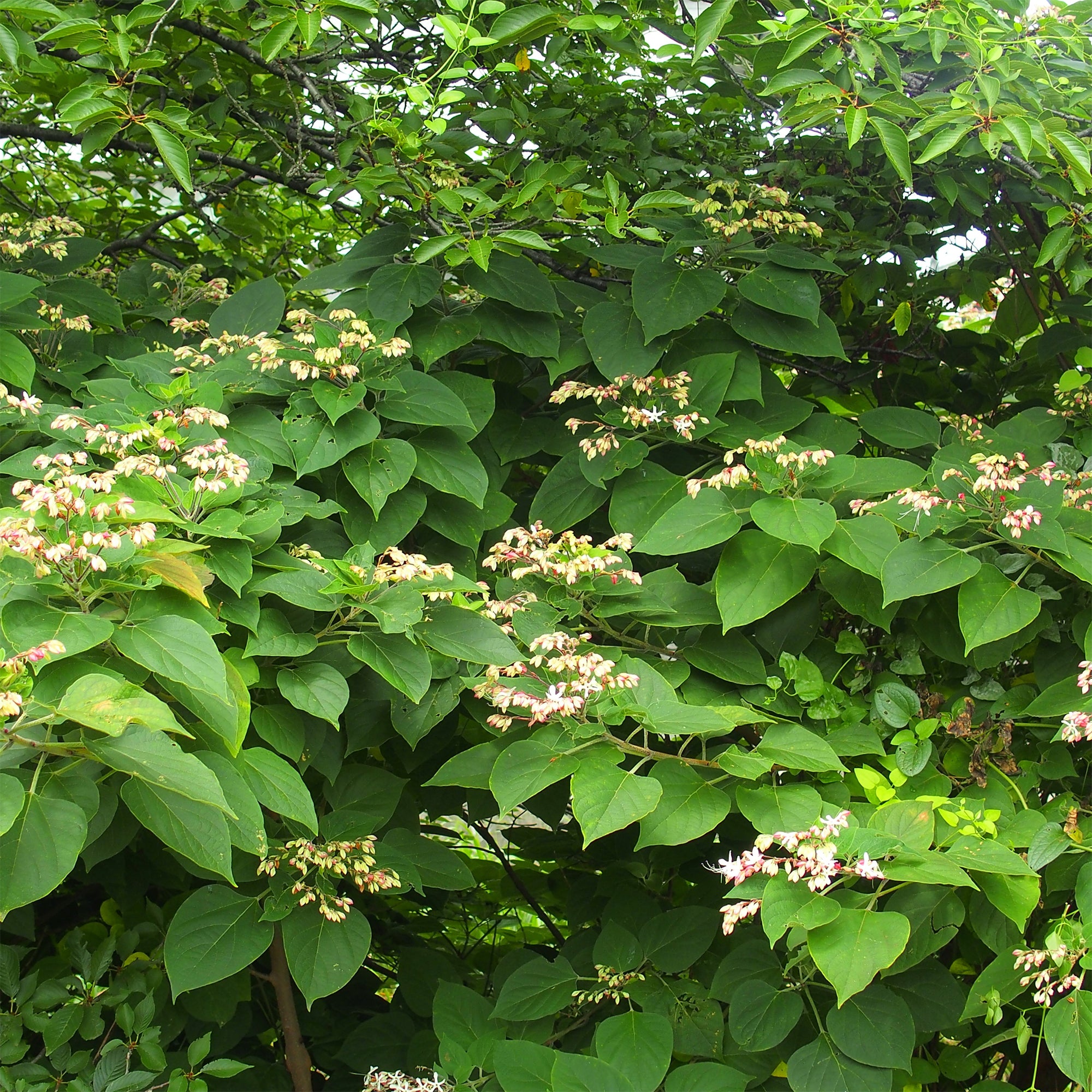 Bakker Clerodendrum arbre du clergé arbuste pot 2L
