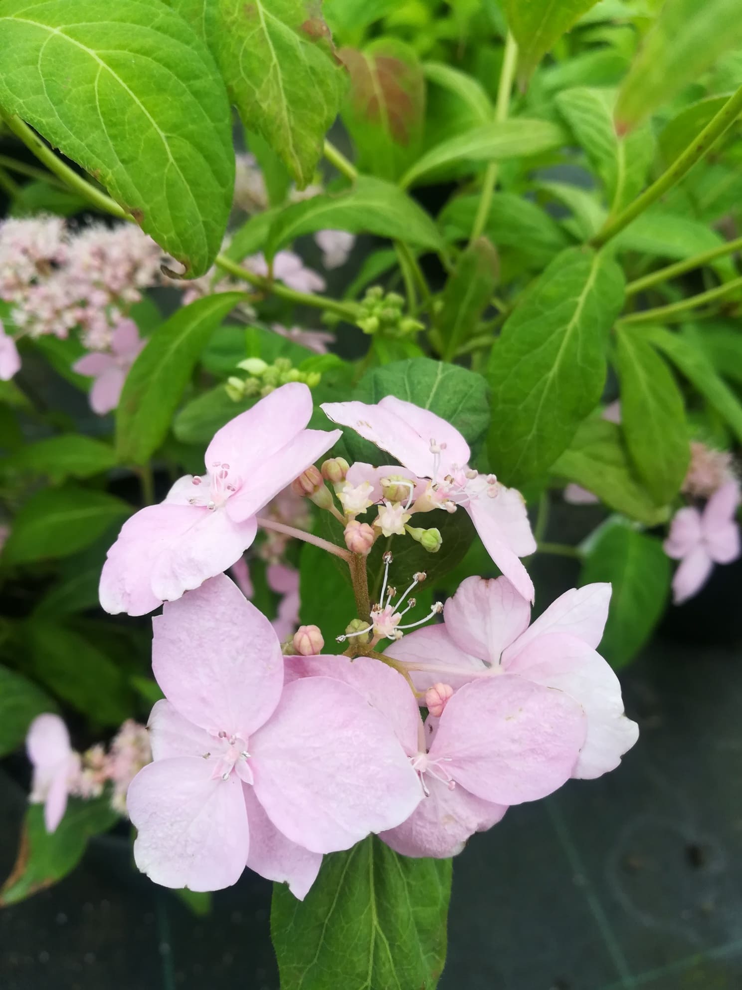Chinensis Hydrangea serrata hortensia fleurs plates