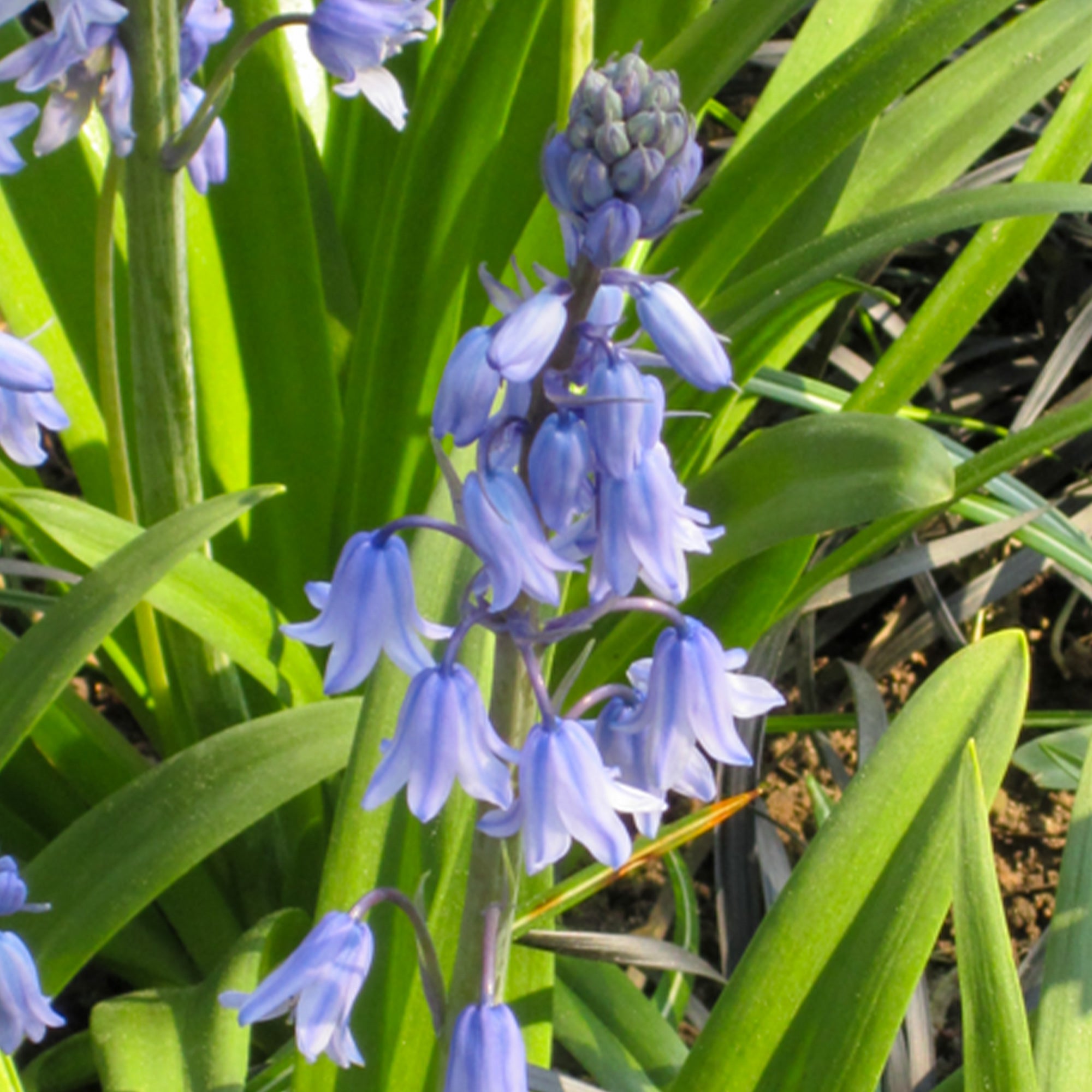 Bakker Jacinthe des bois bleue bulbe sachet 10 ombre