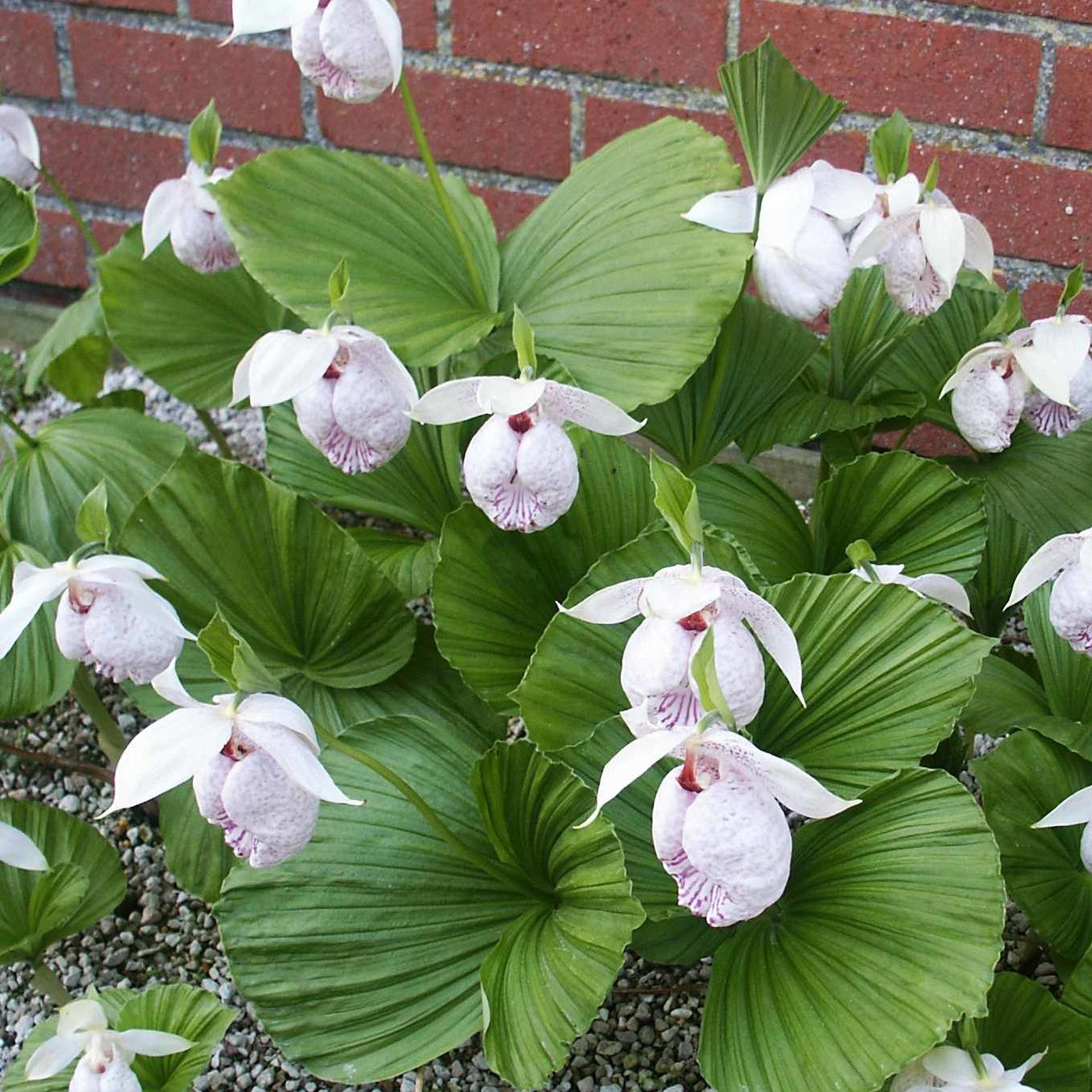 Bakker Cypripède Formose Paphiopedilum orchidée vivace pot Ø9cm