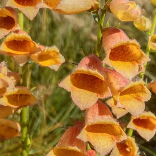 Bakker Digitale Goldcrest vivace pot Ø9cm fleurs orange