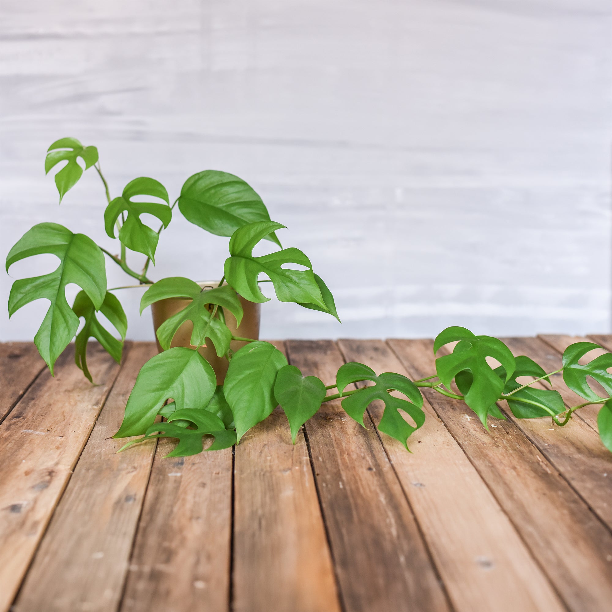 Bakker Plantes d'intérieur Monstera Minima plante verte pot 12cm retombante