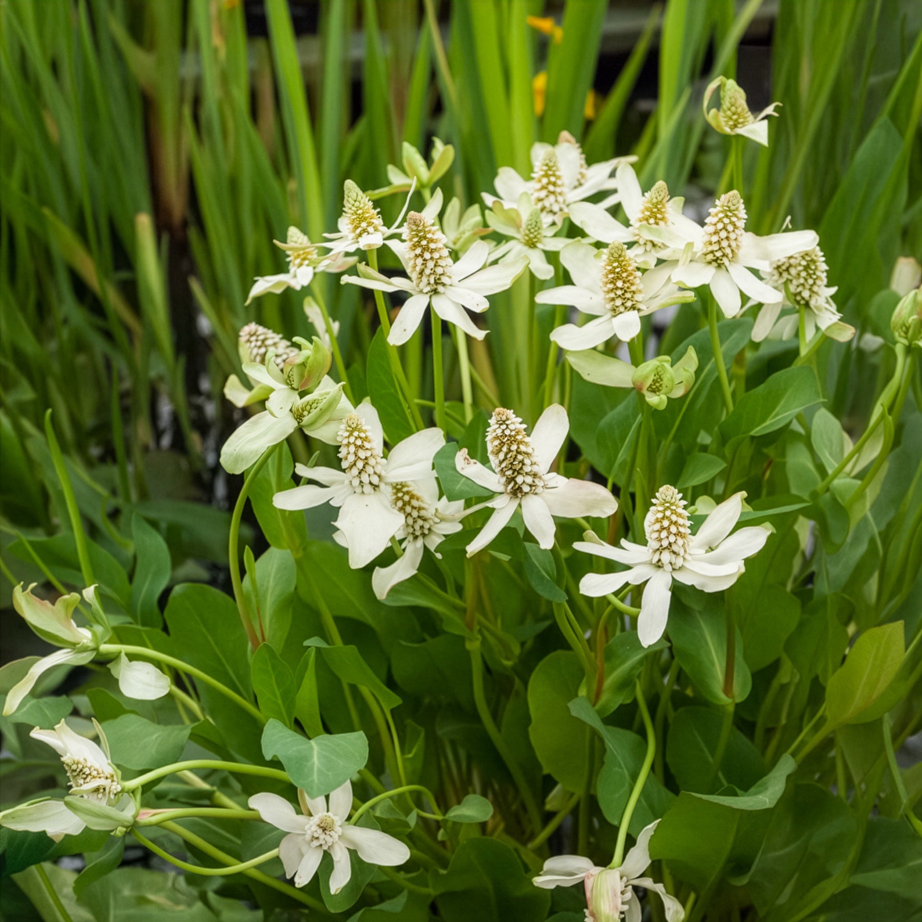 Bakker Anémopsis Californie plante bassin pot 9cm