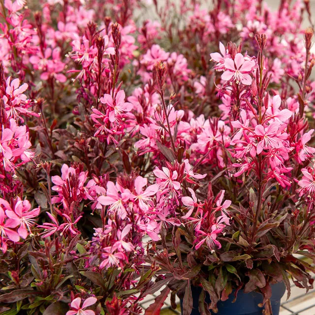 Bakker Crimson Butterflies Gaura pot 9cm rose