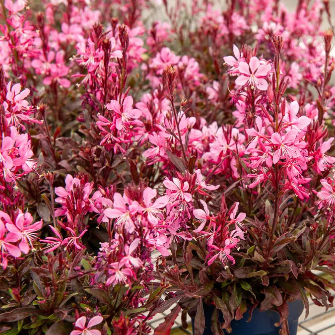Bakker Crimson Butterflies Gaura pot 9cm rose