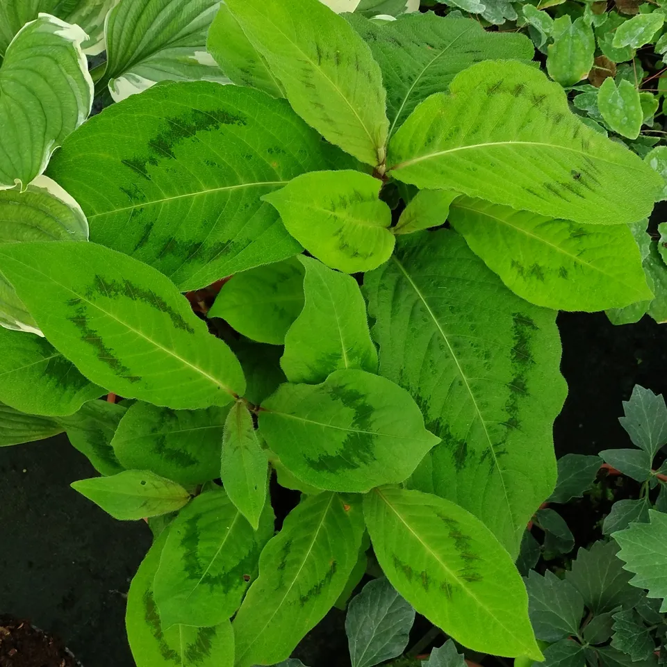 Passion Vivaces Persicaria filiformis Brushstrokes plante feuillage V noir