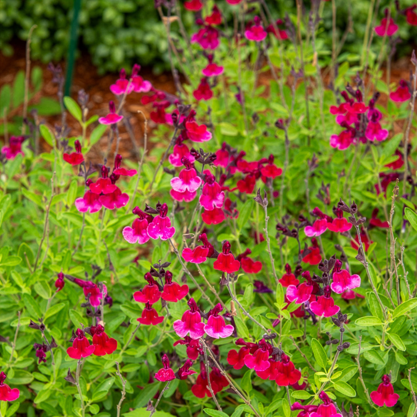 Bakker Sauge Magical Zambesi vivace pot 8cm fuchsia
