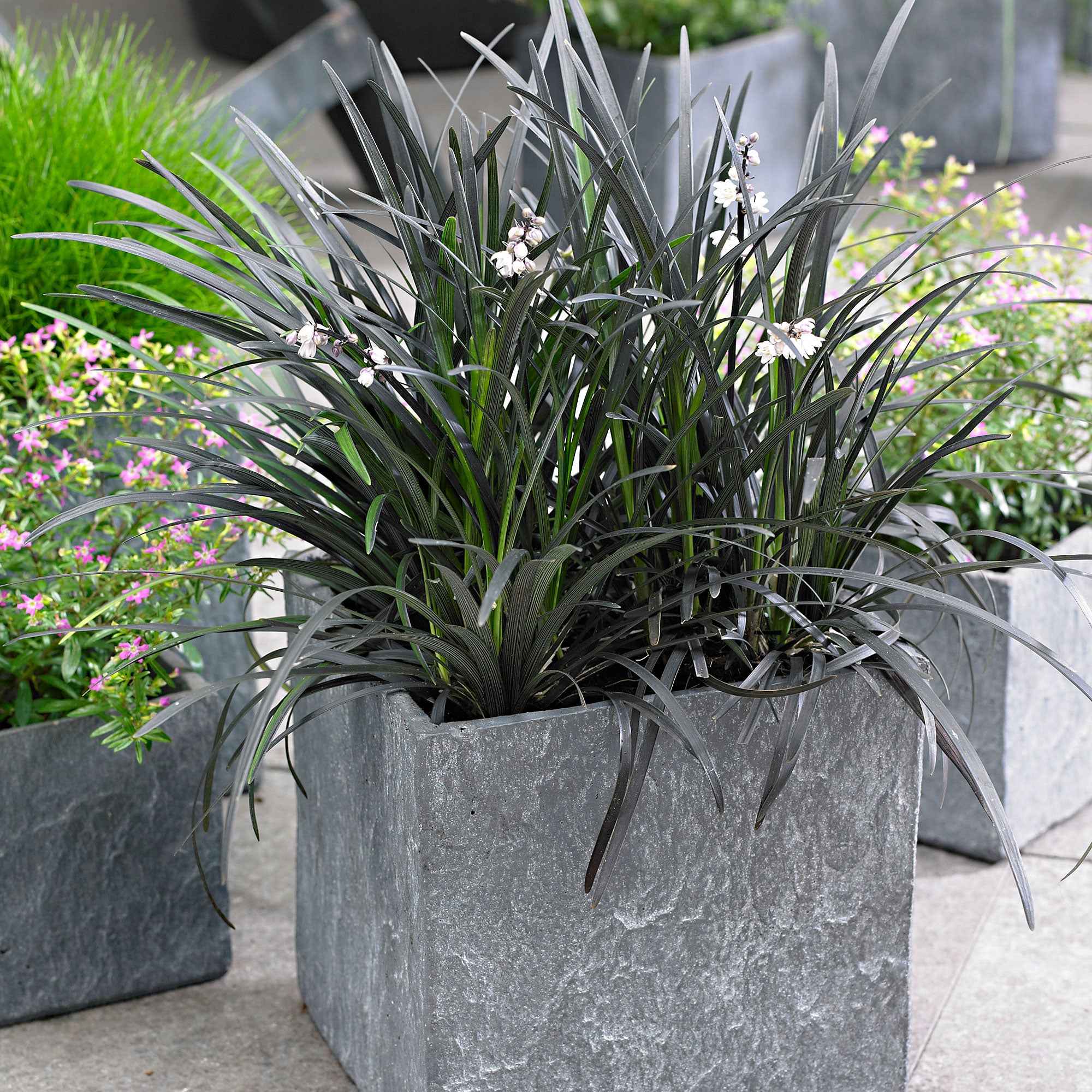 Bakker Ophiopogon Niger Couvre-sol feuillage noir Pot 8cm