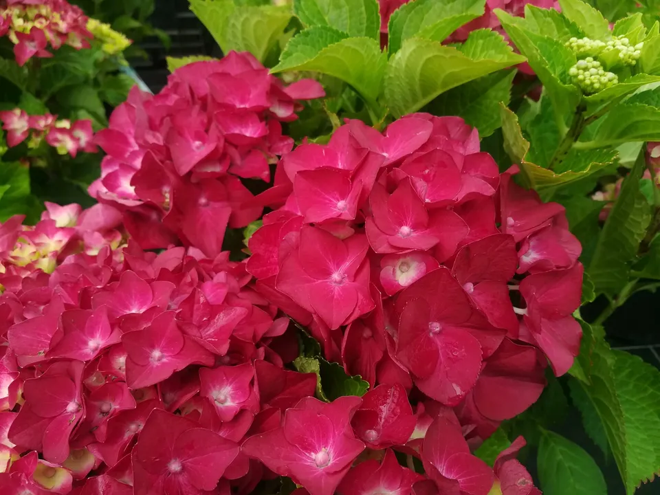 Les Hortensias du Haut Bois Hot Red hortensia fleurs rondes rouge