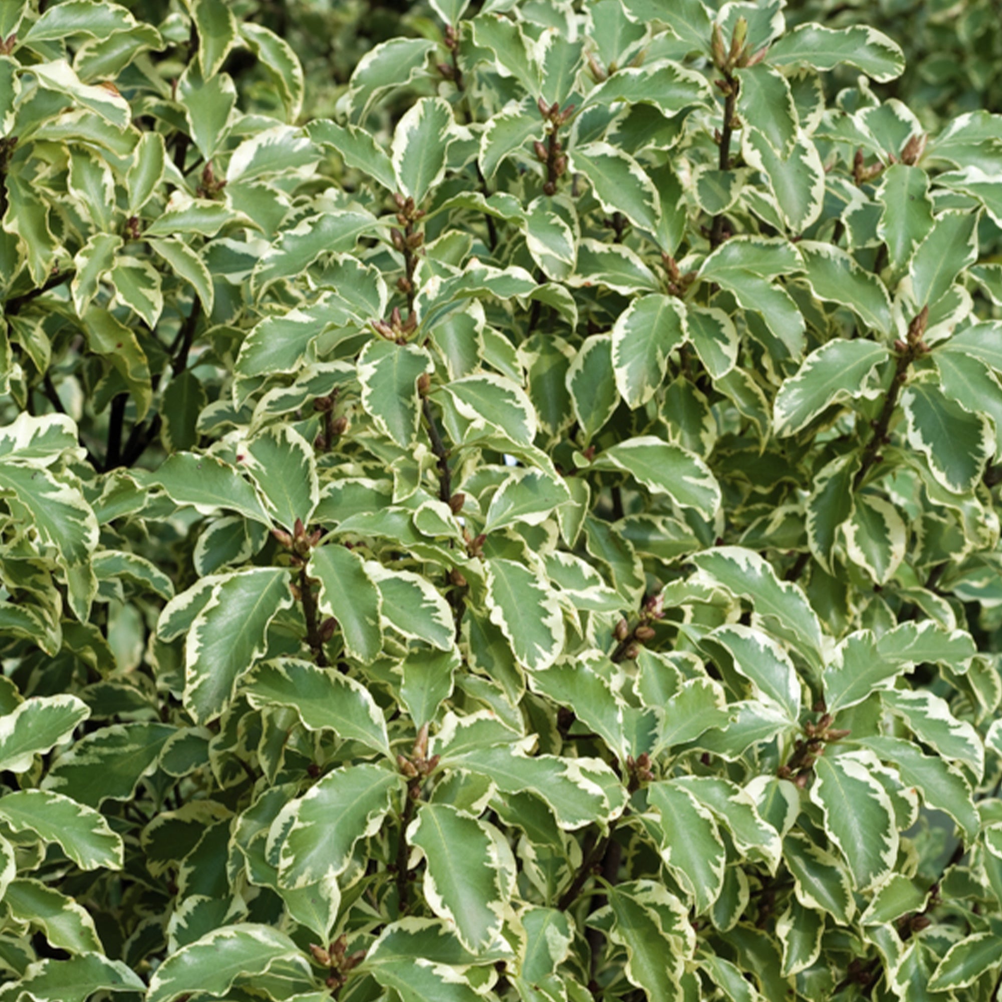 Bakker Pittosporum tenuifolium variegatum pot 2 L