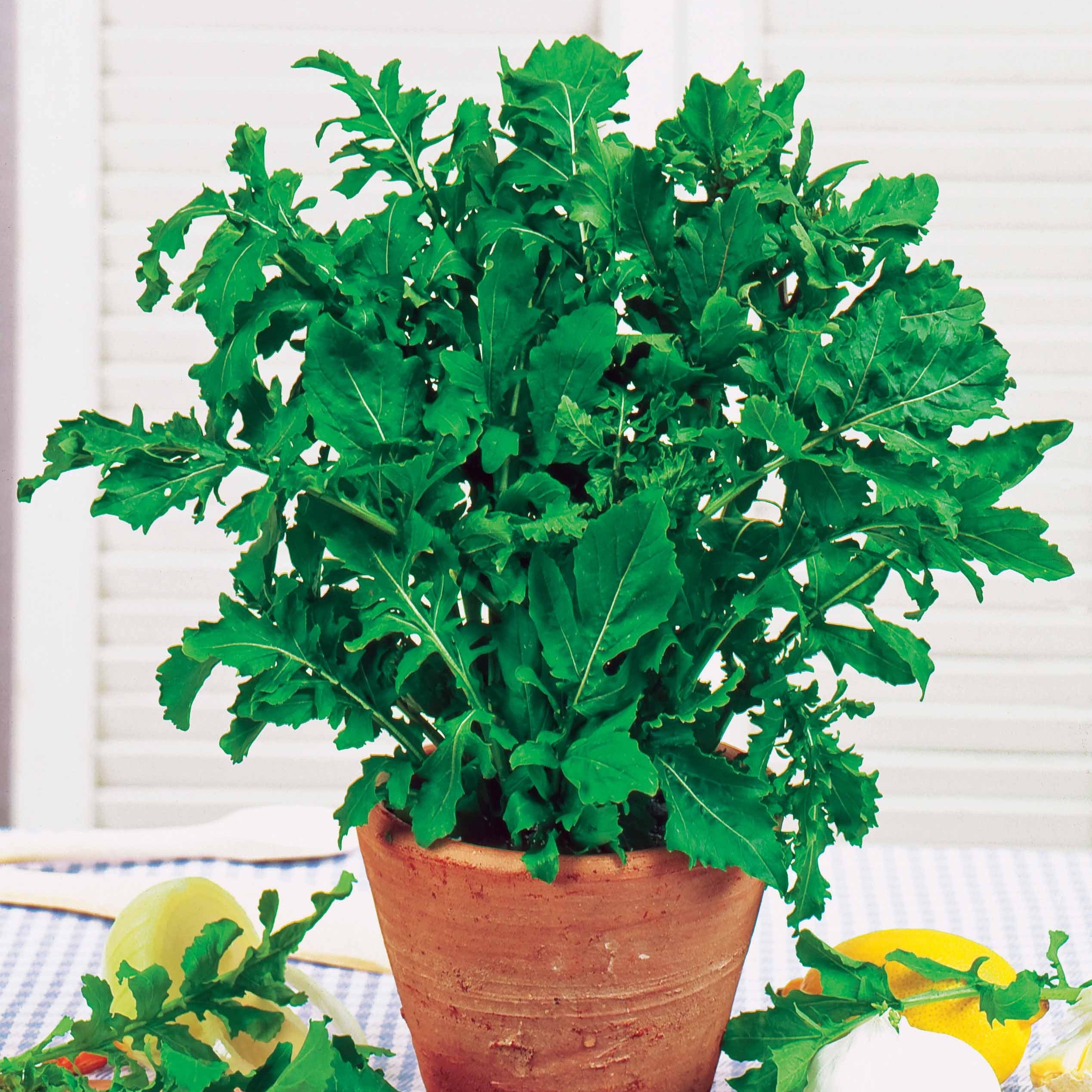 Bakker Roquette cultivée graines sachet 5g poivrée